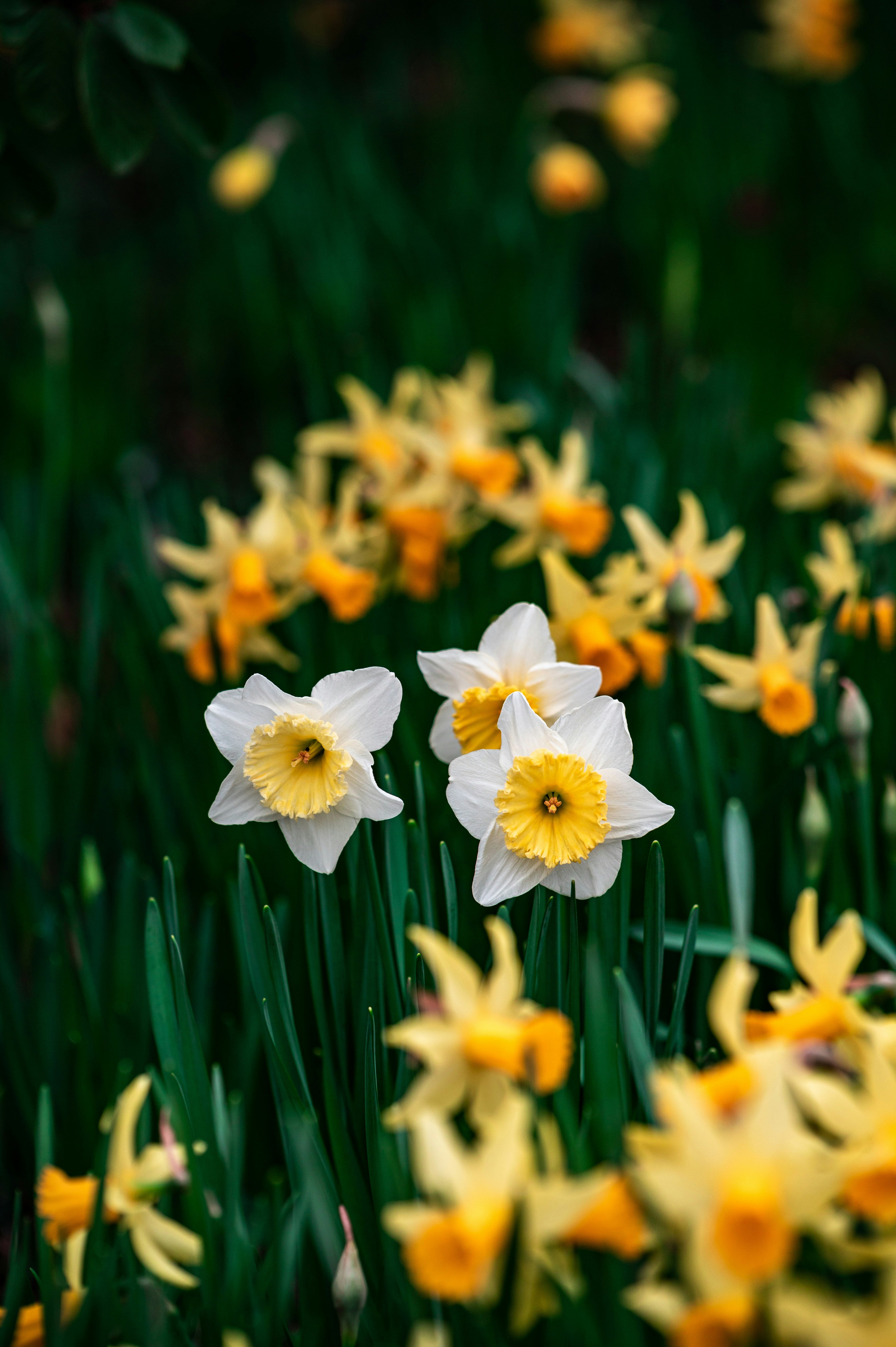 Daffodil