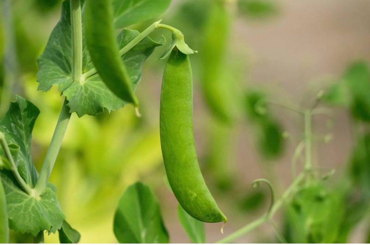 Sugar Snap Pea