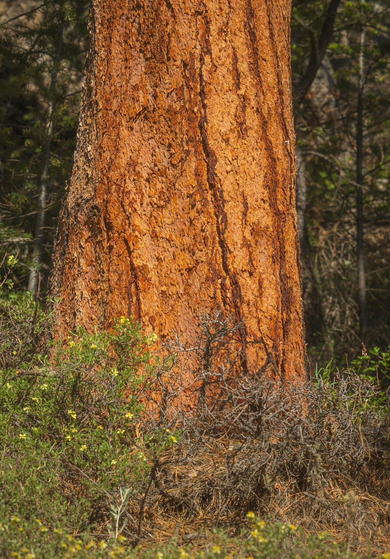 Ponderosa Pine