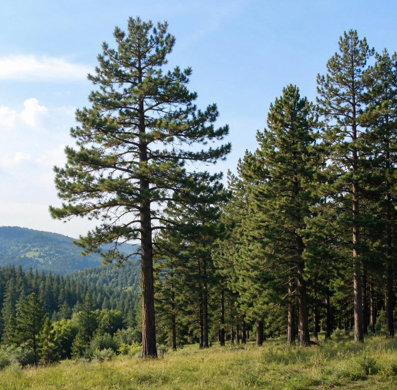 Norway Pine