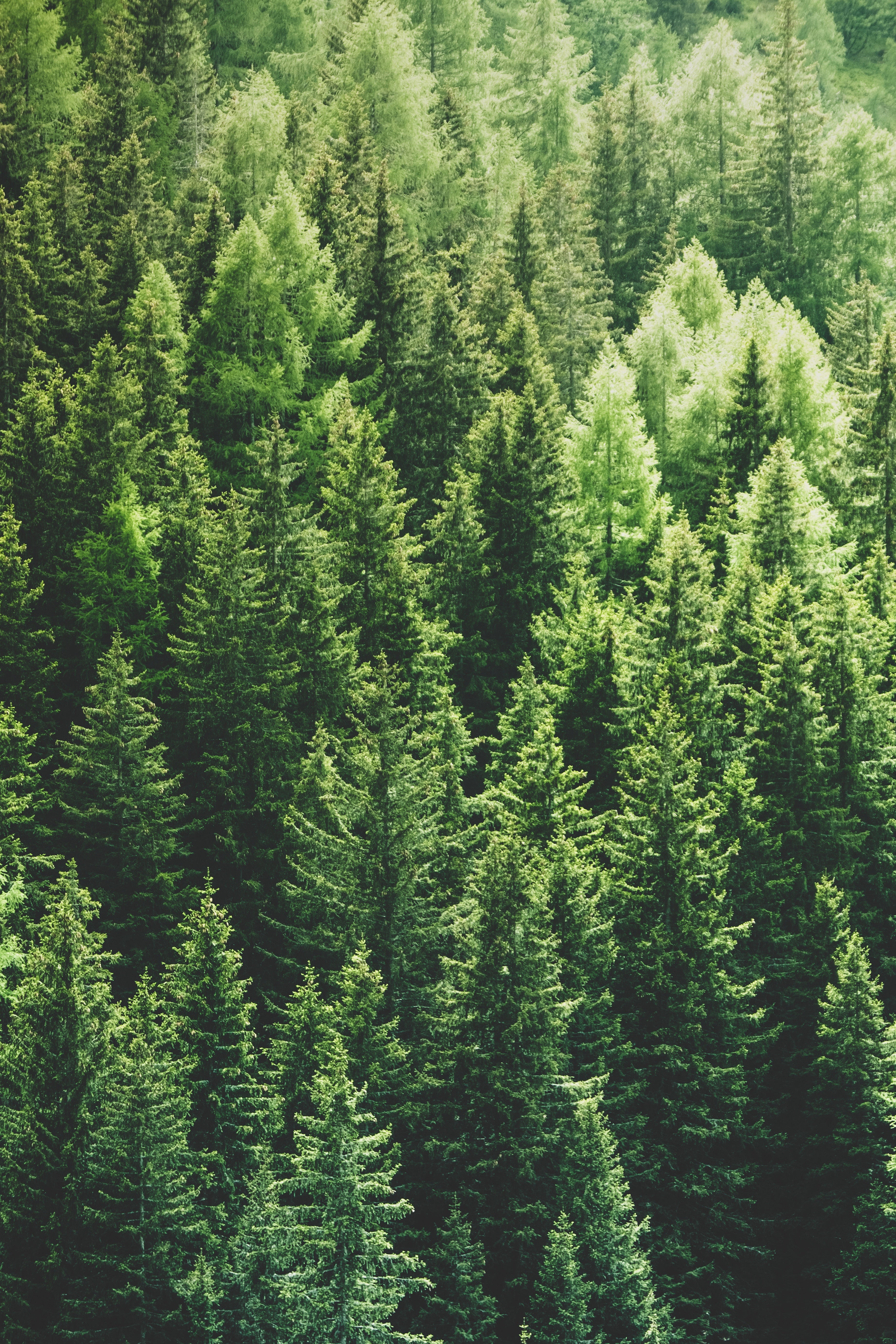 Really, I'm Pine