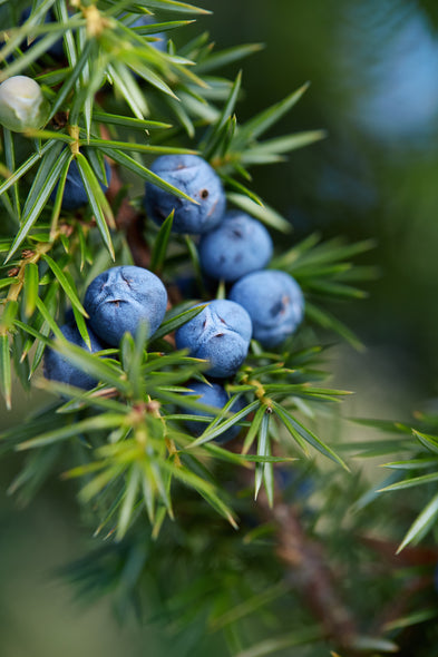 Juniper Sprig