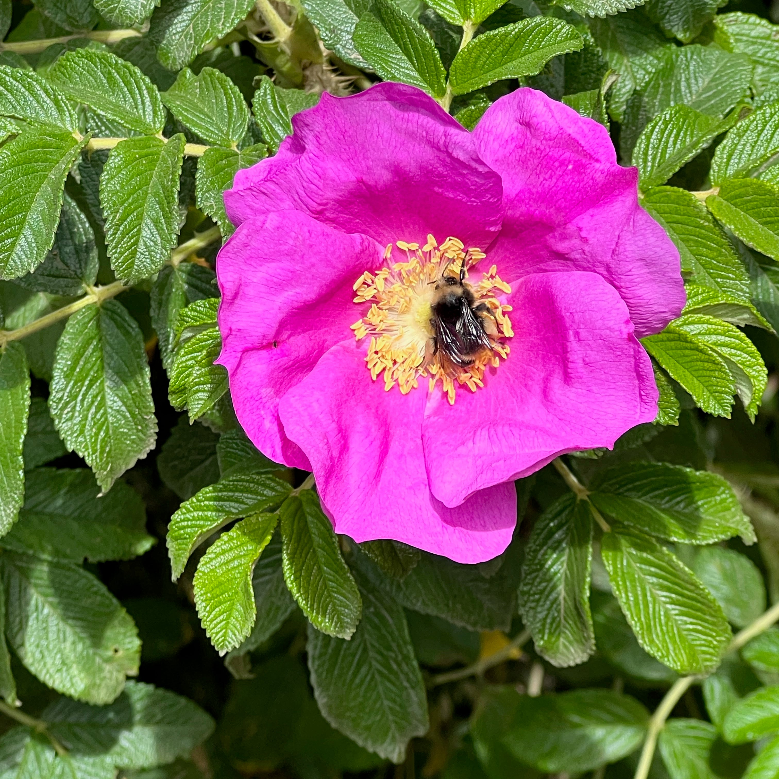 rosa rugosa, single petal old fashioned rose