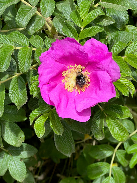 rosa rugosa, single petal old fashioned rose