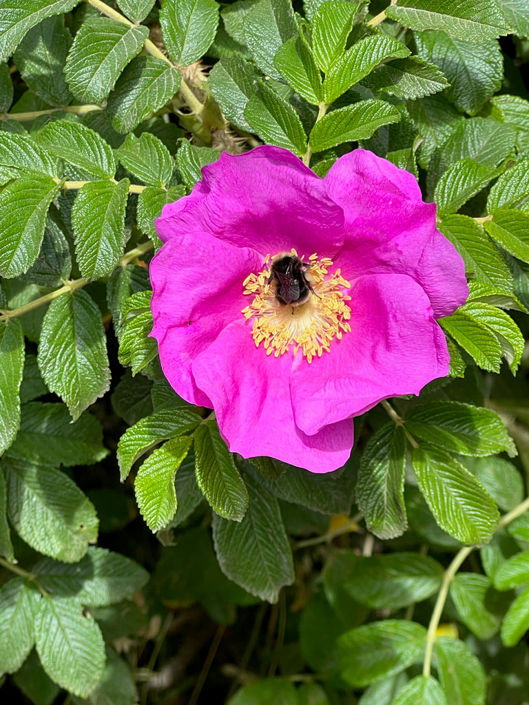 old fashioned porch rose, rosa rugosa, bumblebee