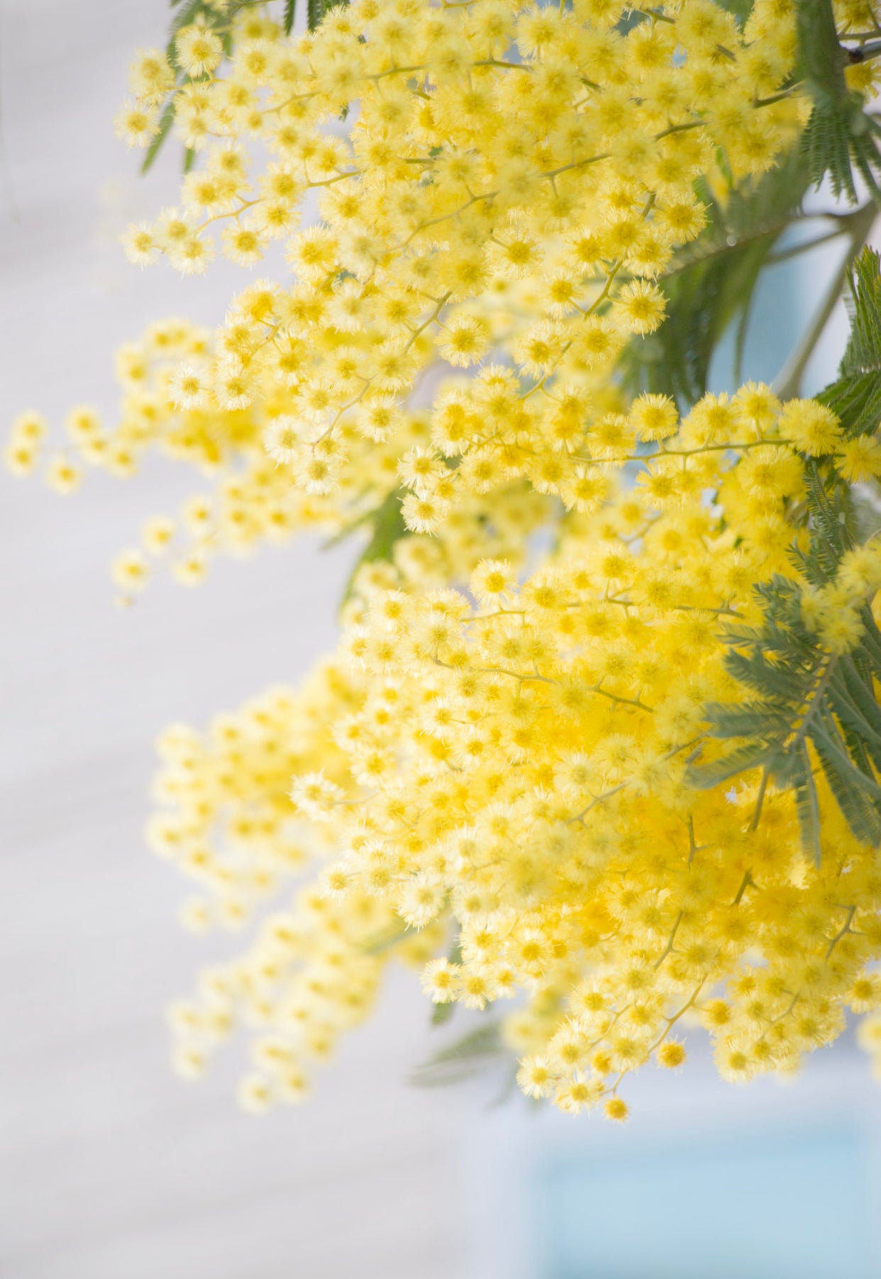 Mimosa Tree – Little Bee Scents™