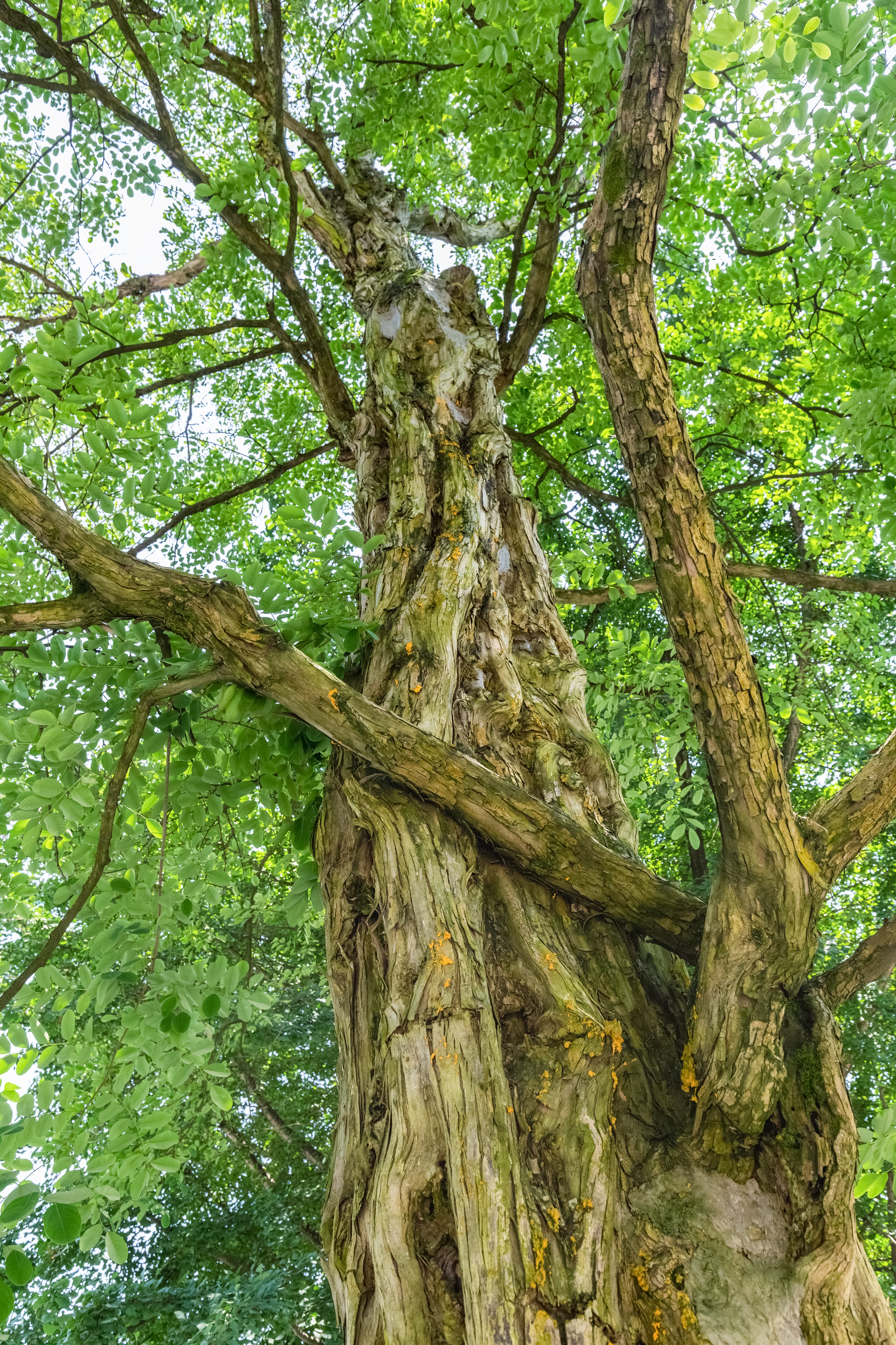 I Wouldn't, but Sandalwood