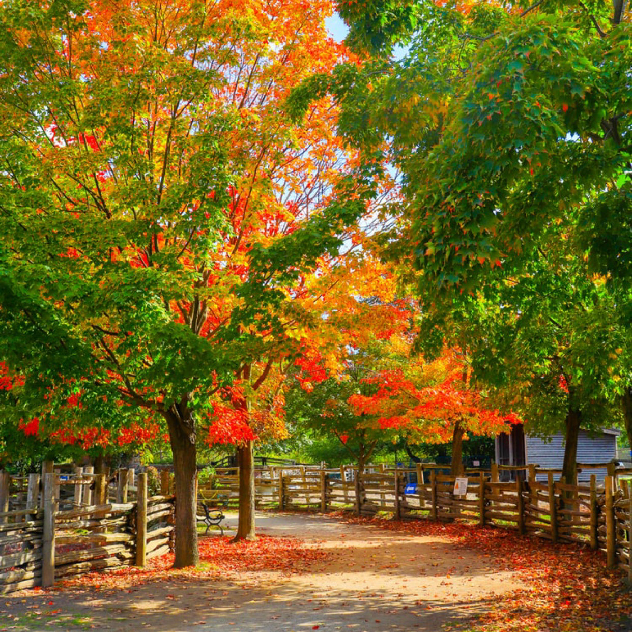 leaf fragrance seasons change 