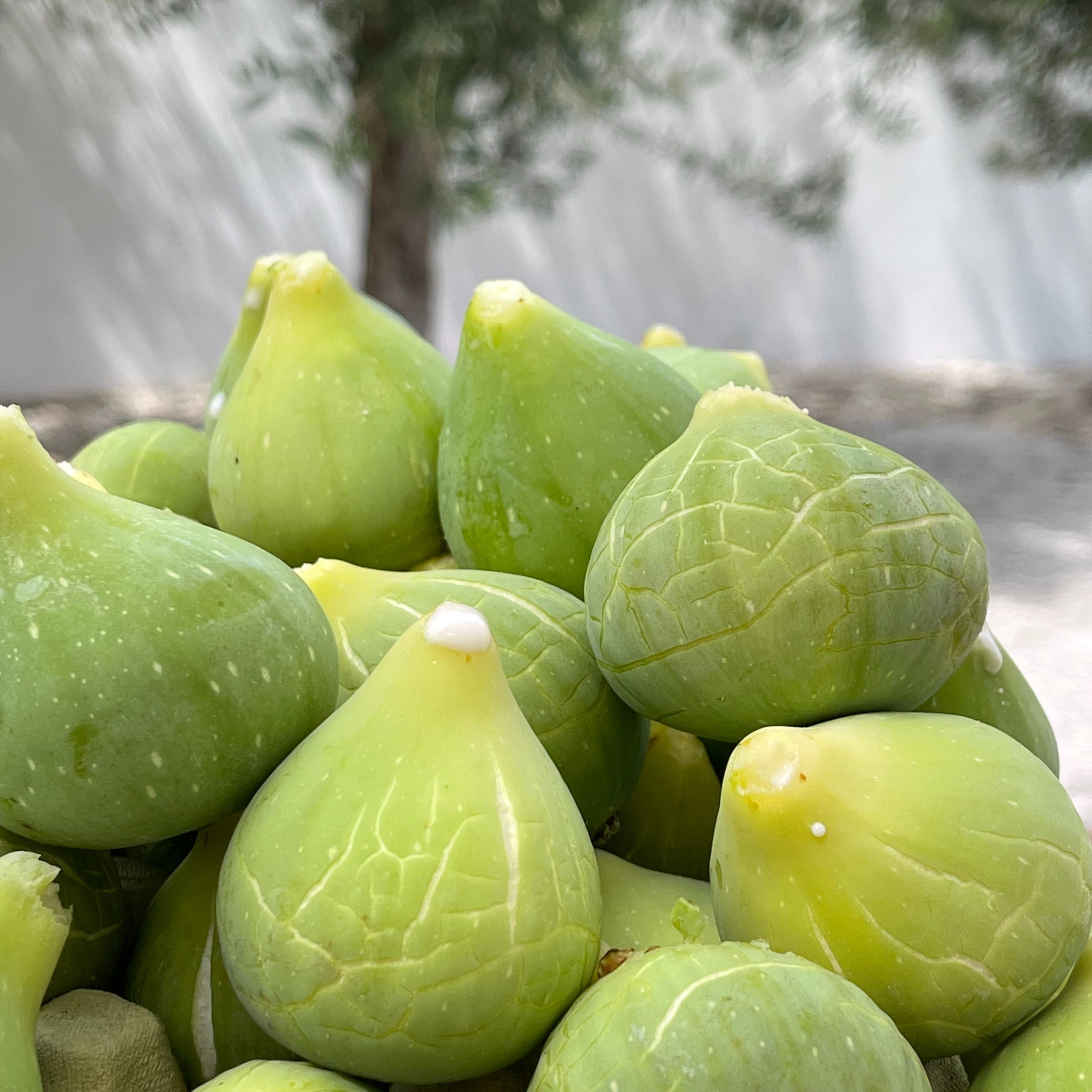 green fig summer fruit orchard fresh sweet tangy