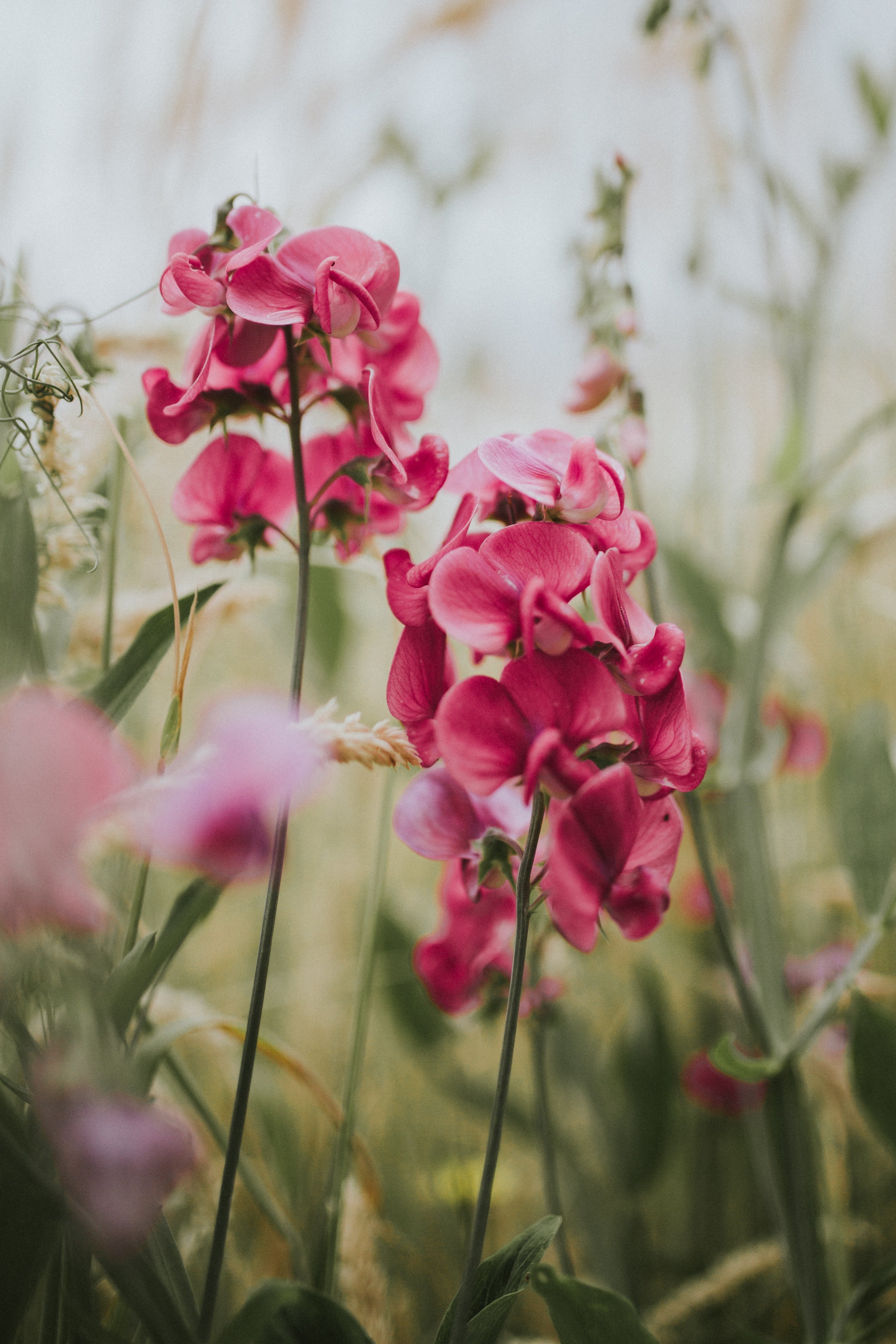 Geranium – Little Bee Scents™