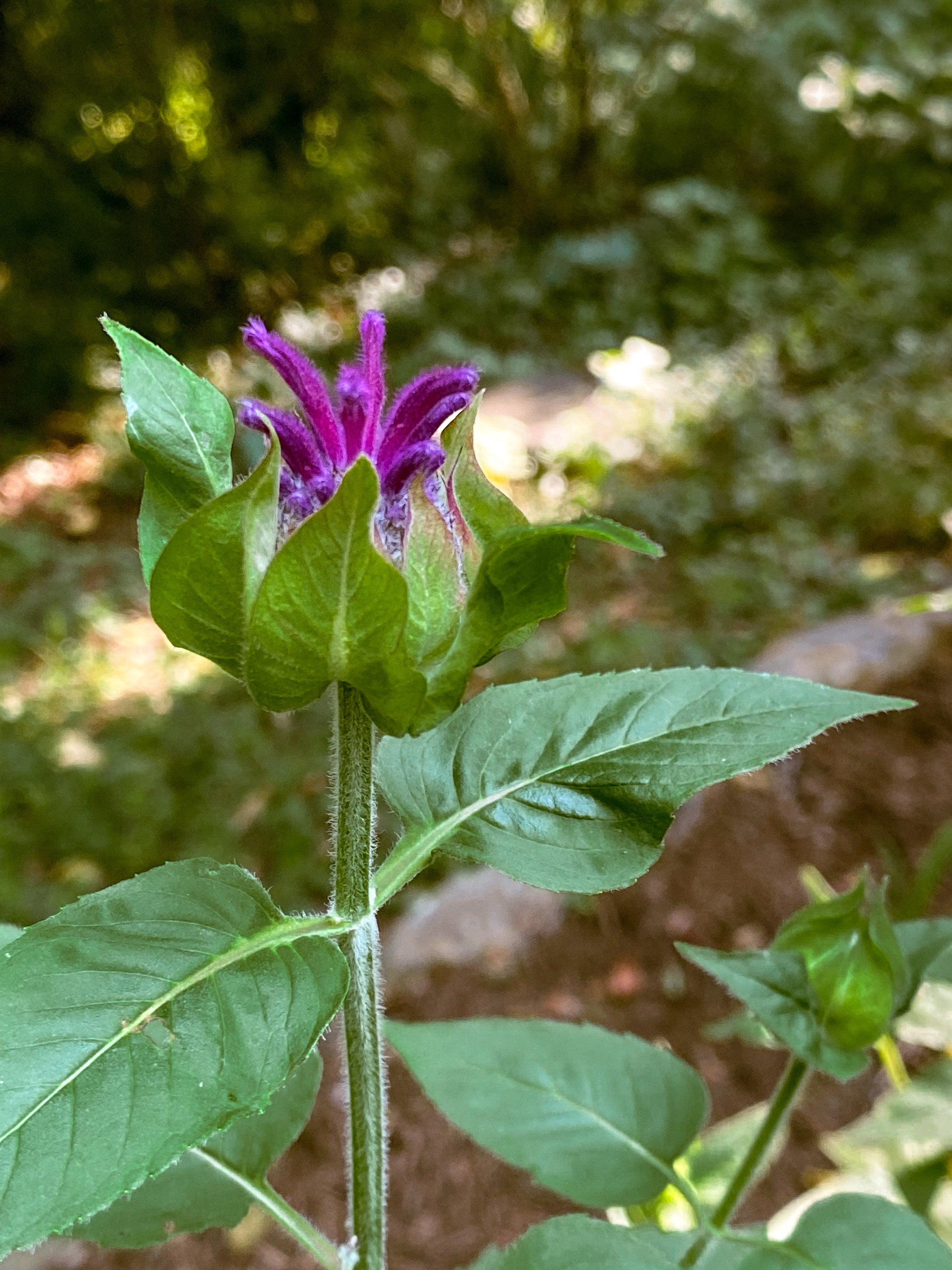 Bee Balm