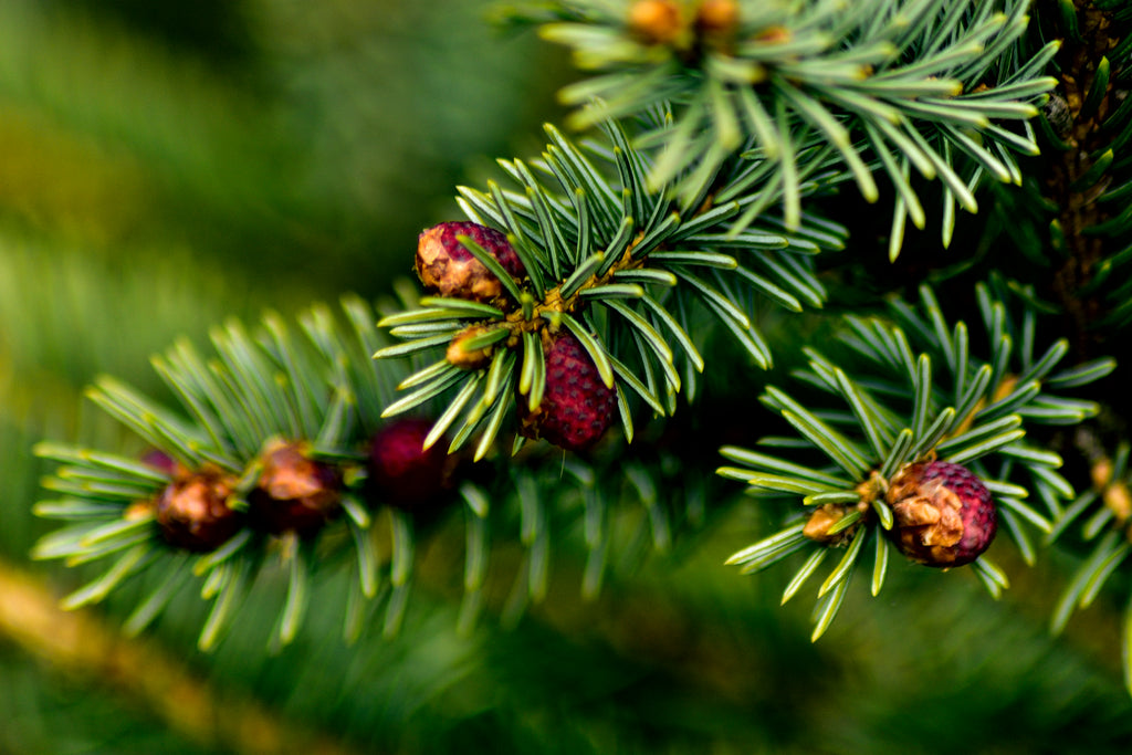 fraser fir scent blend earthy evergreen woodsy green
