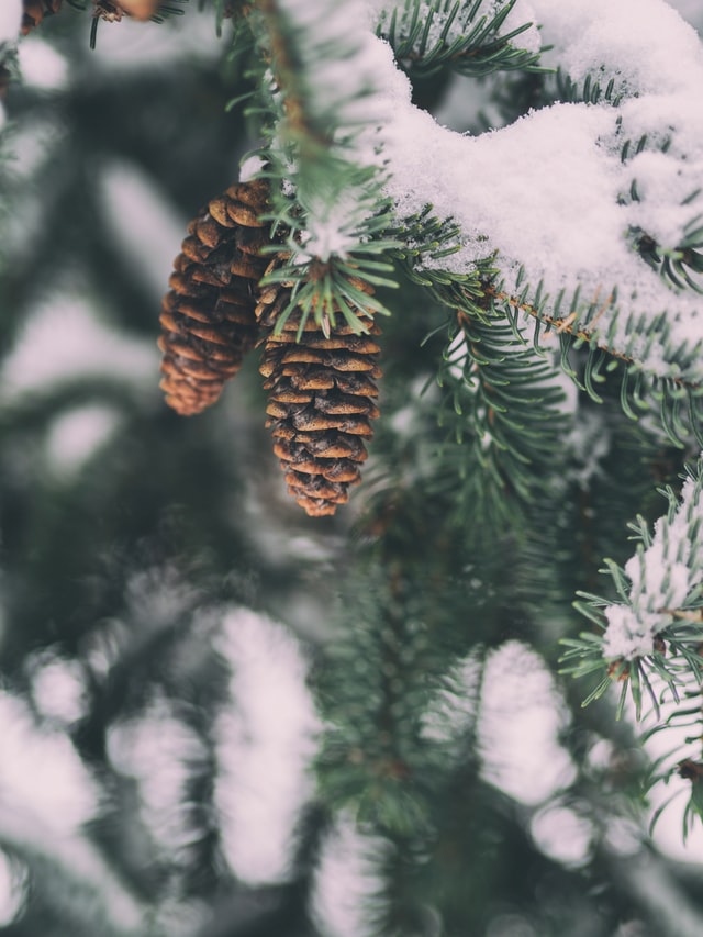 Frosted Spruce piney fresh frosty