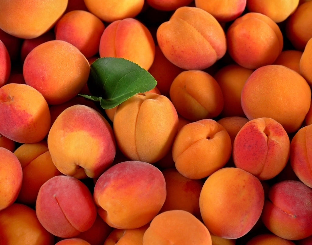 Apricot