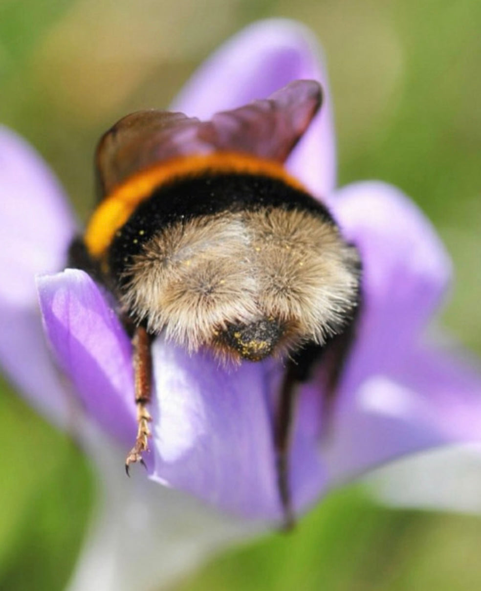 sleepy bee