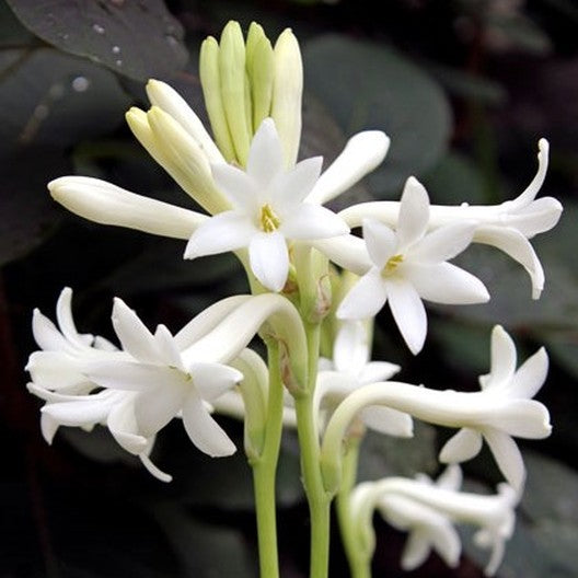 tuberose hawaiian lei flower fragrance blend