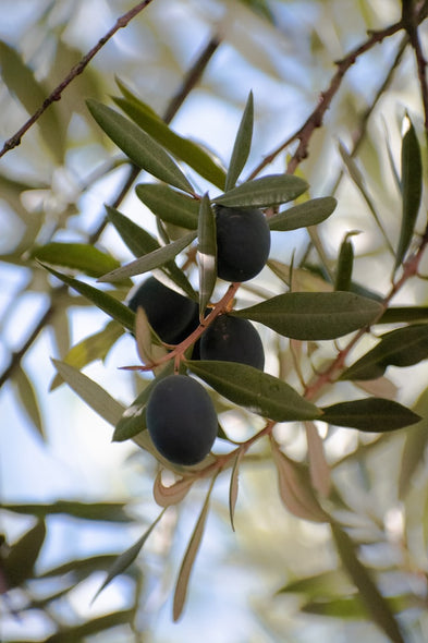 olive branch smooth greenery sweet fresh