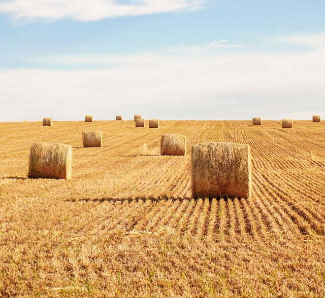brome hay fragrance earthy green fresh