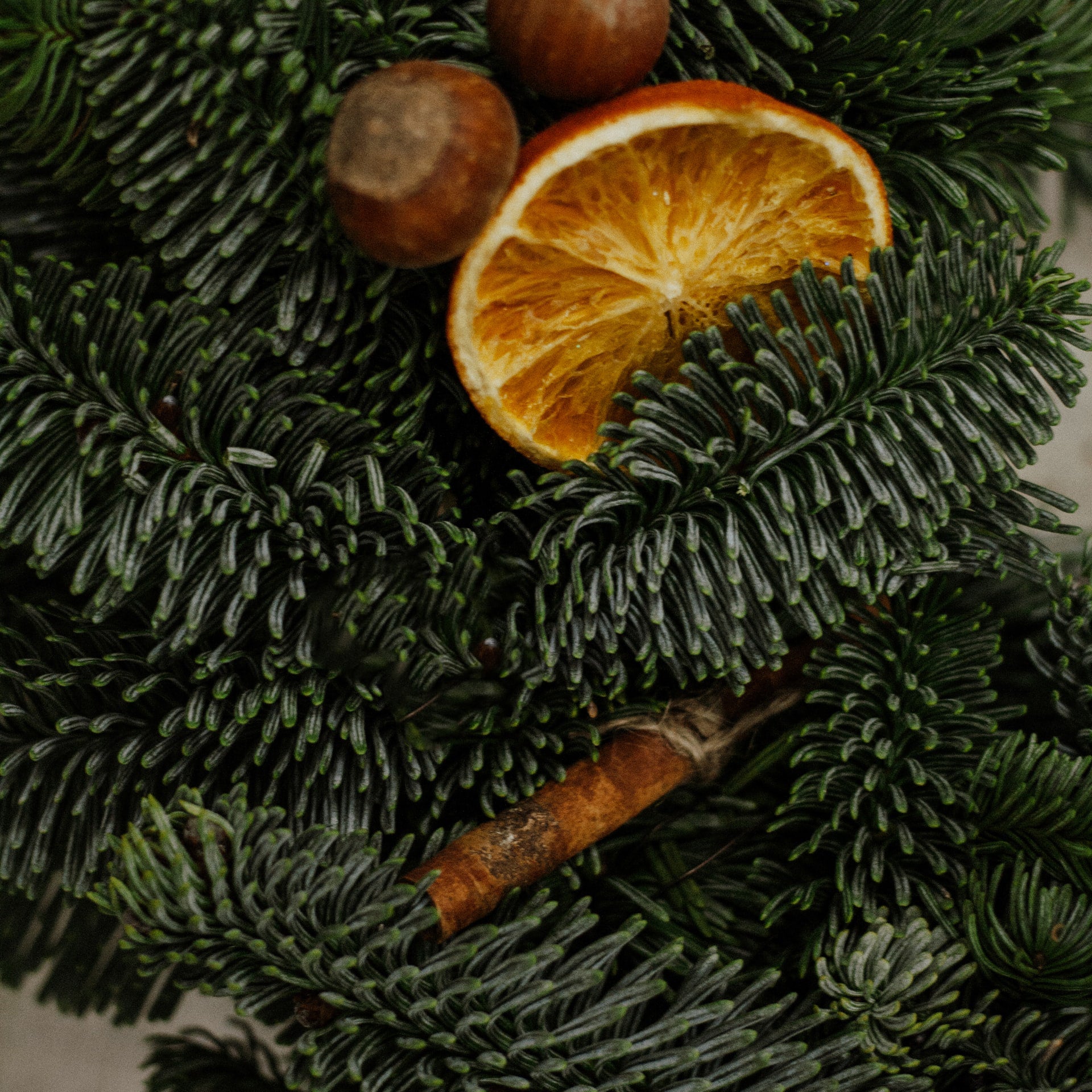 Grapefruit Pine - citrus grapefruit evergreen pine