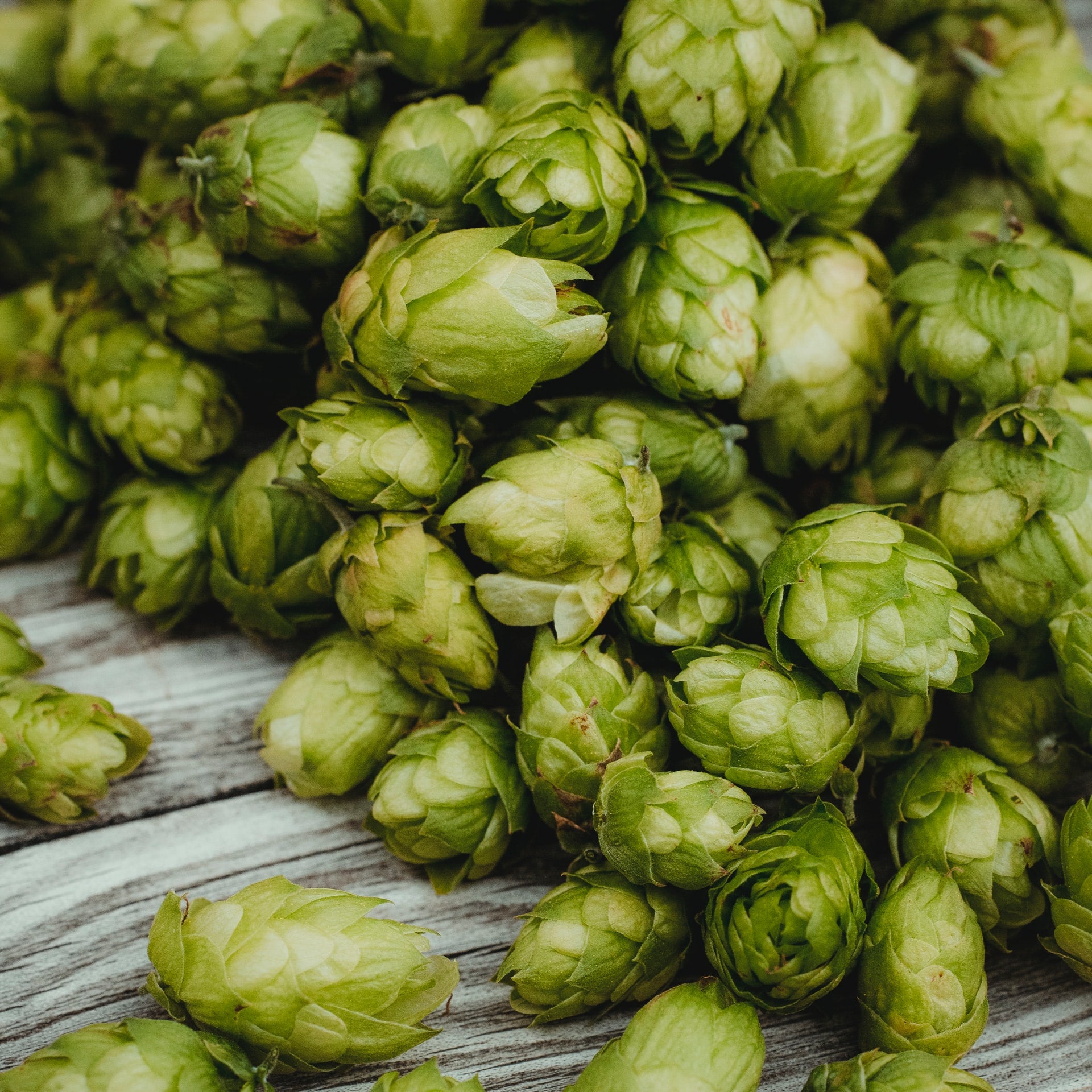 Hops - resiny, piney, spicy