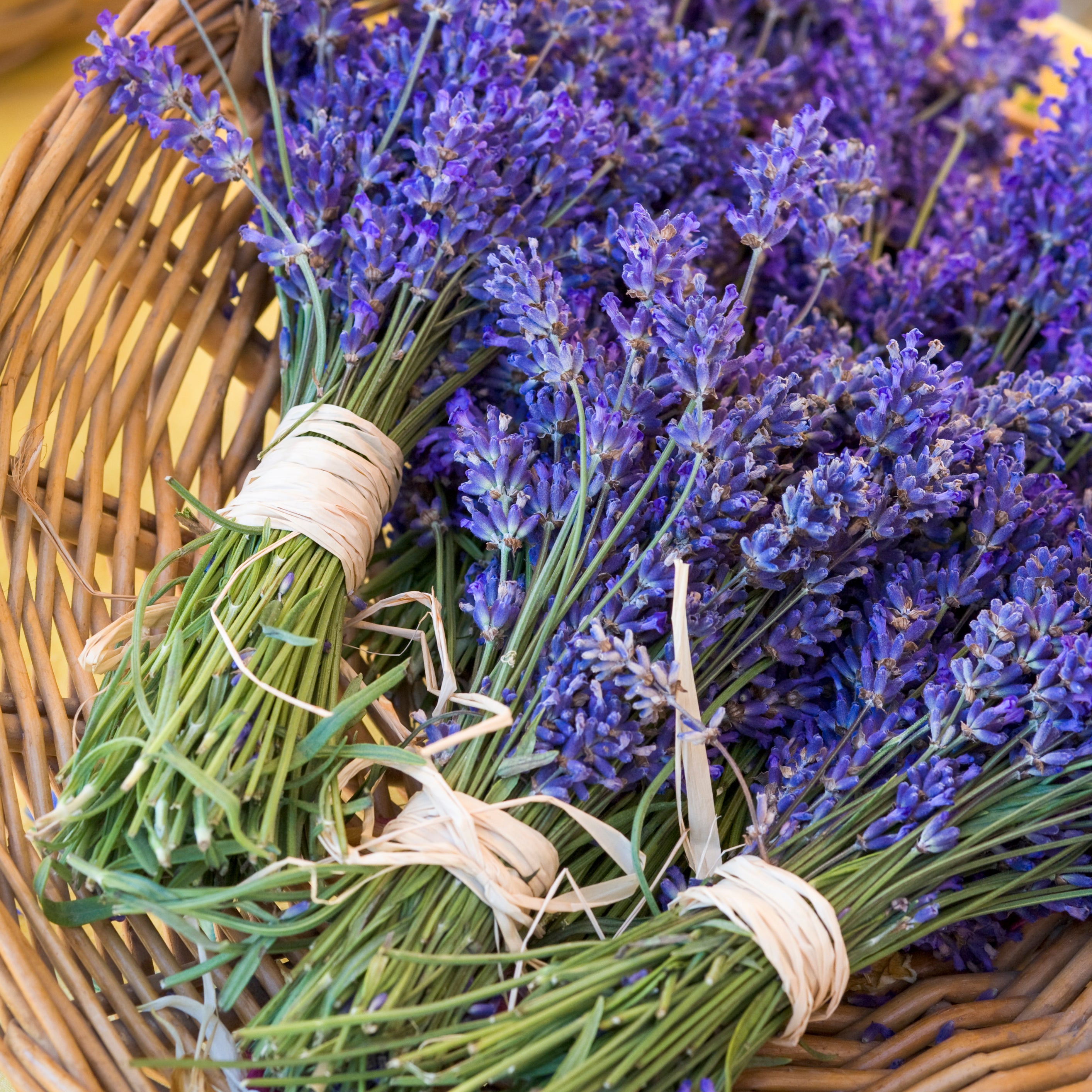 lavender leaf fragrance herbal green garden