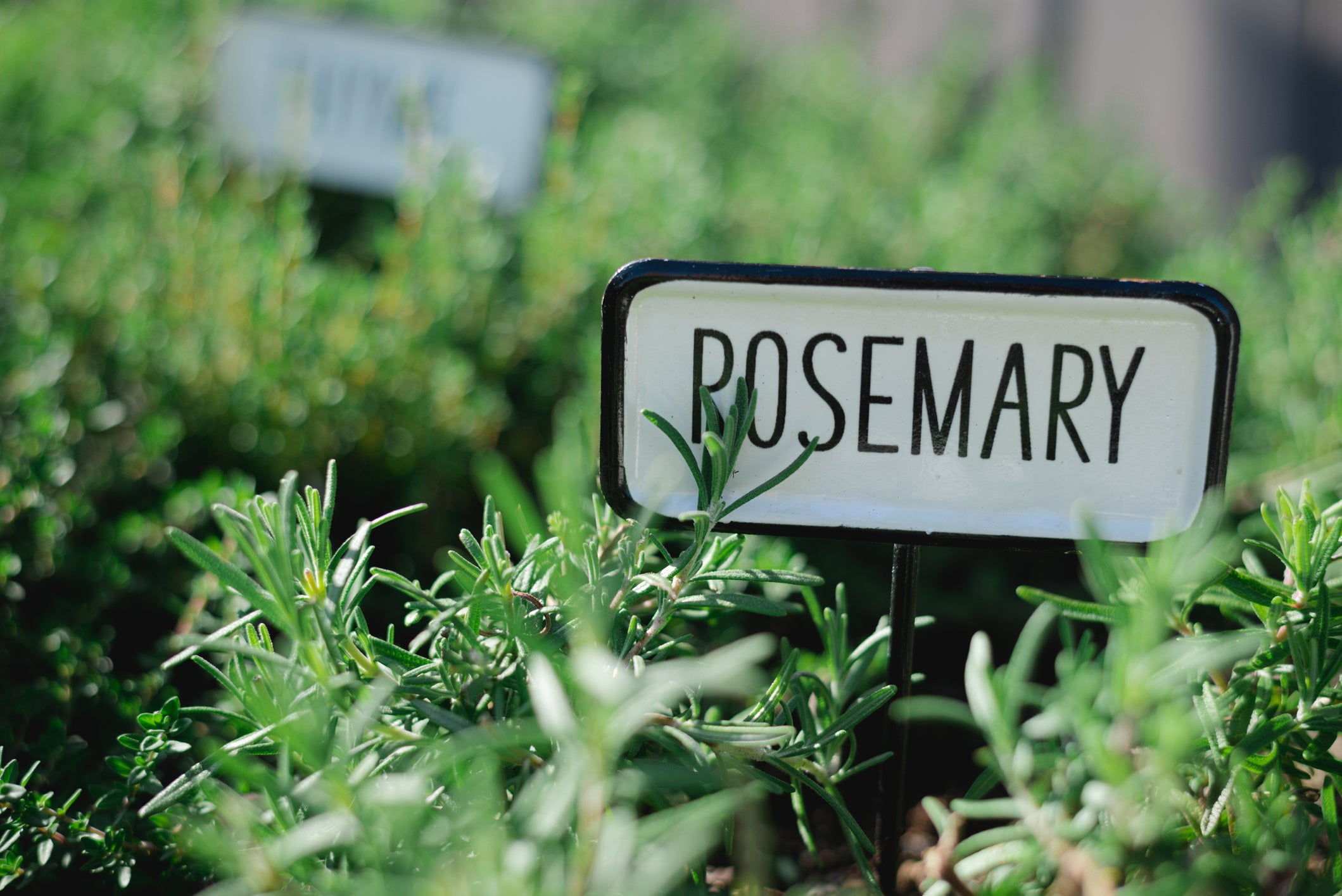 rosemary authentic herb fragrance candles soap making