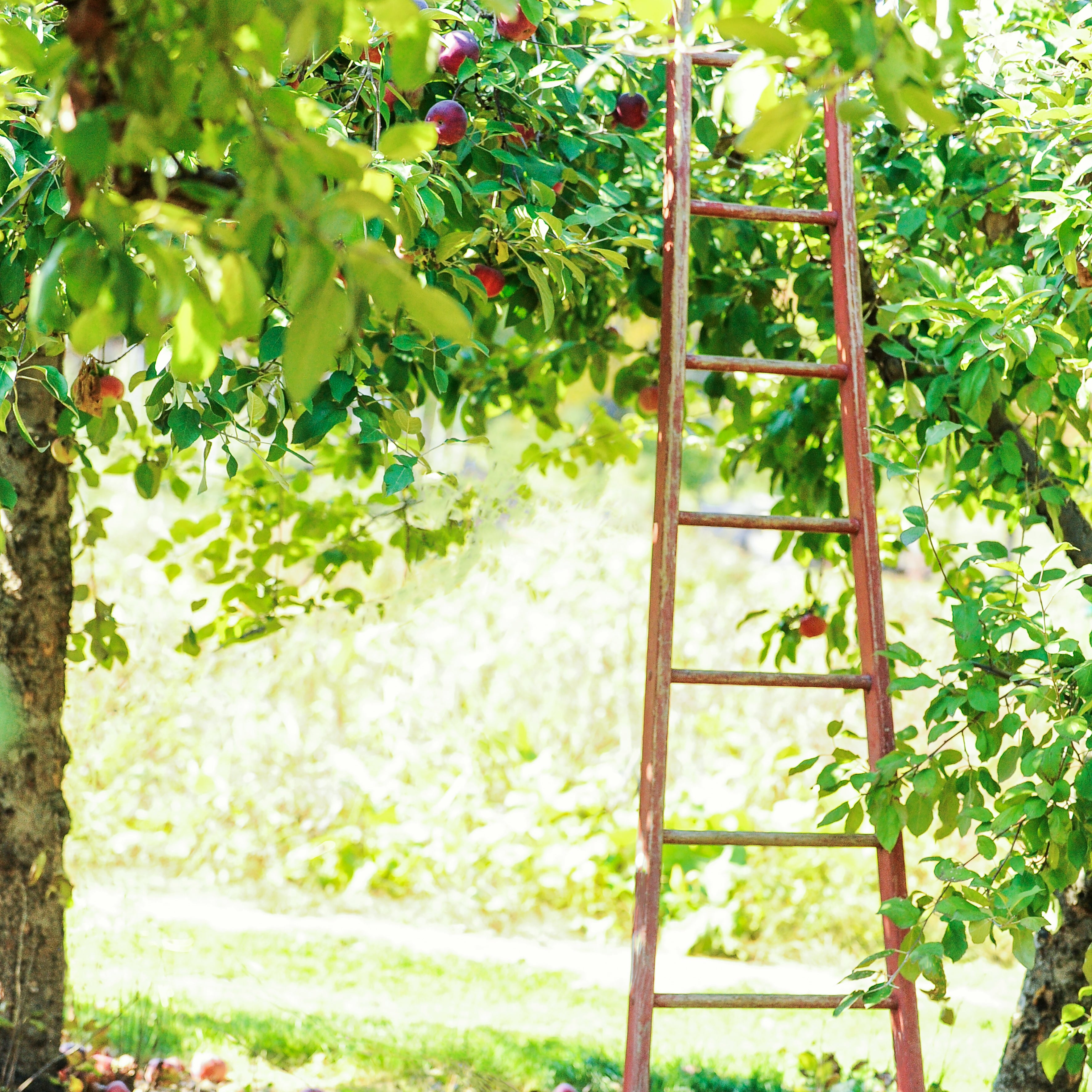 apple orchard juicy crisp fall apples