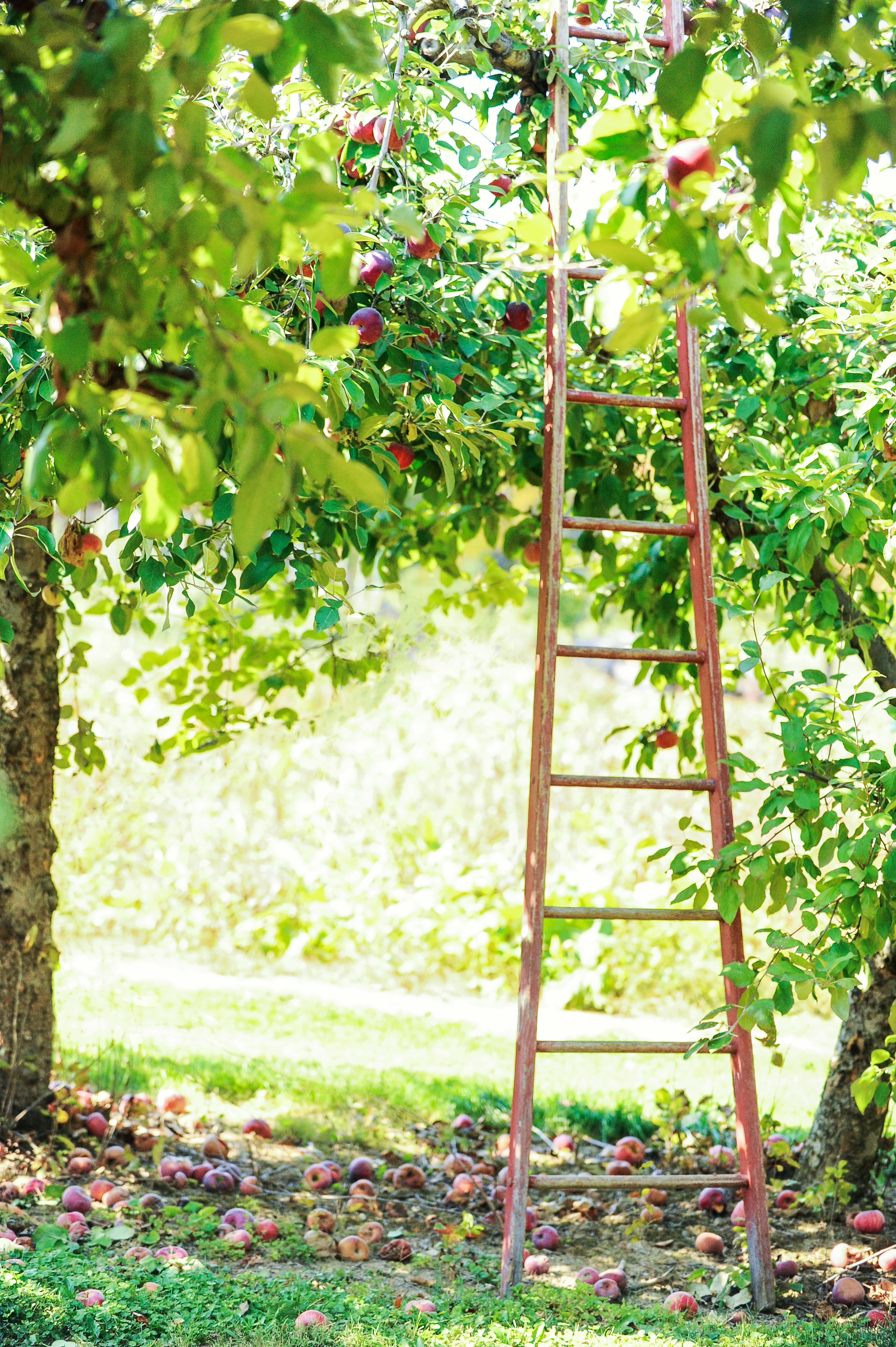 apple orchard juicy crisp fall apples