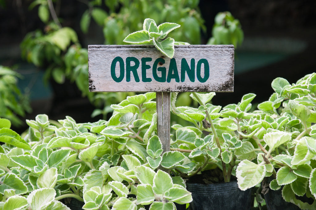 oregano herbal kitchen garden scent blend