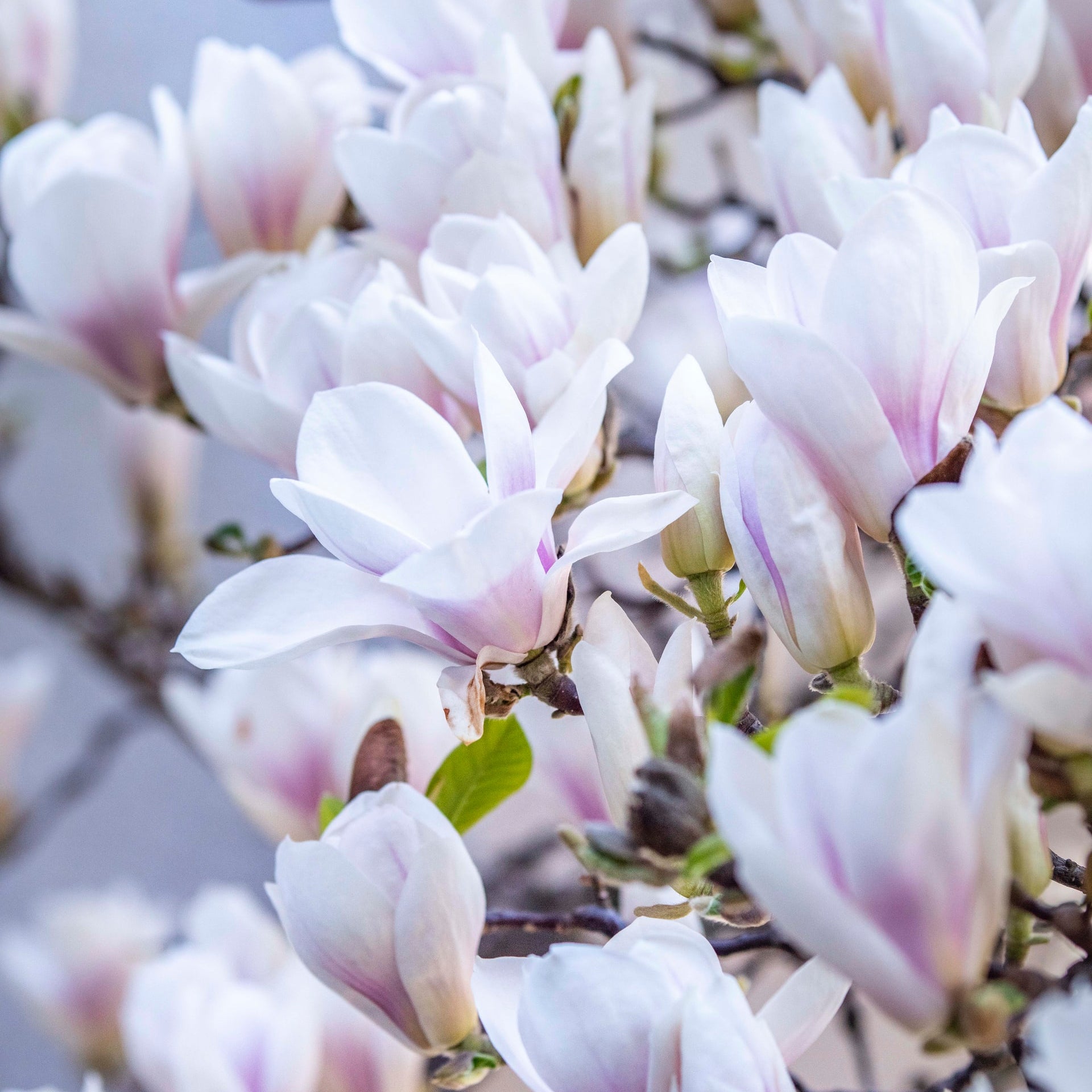 Magnolia sweet floral