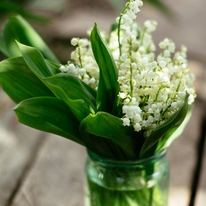 Lily of the Valley sweet green floral