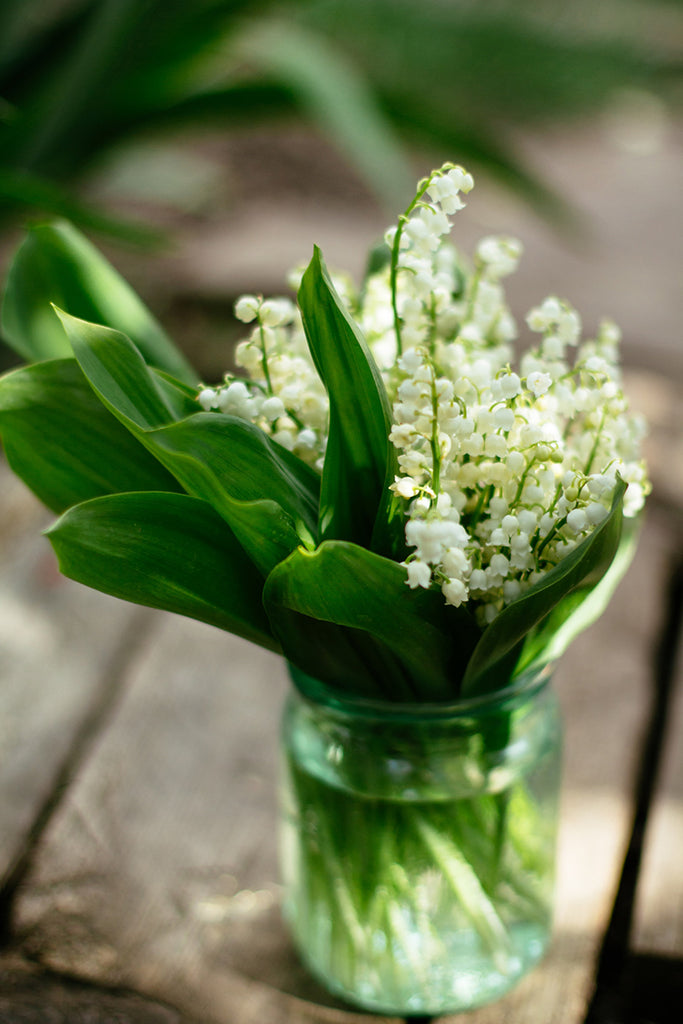 Lily of the Valley sweet green floral