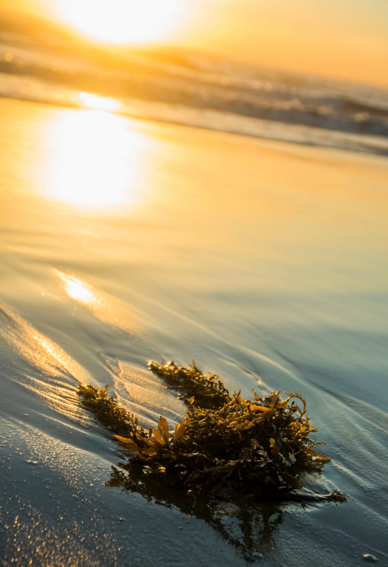 seaweed ocean scent fragrance seashore beach