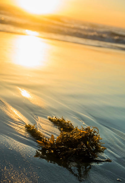 seaweed ocean scent fragrance seashore beach