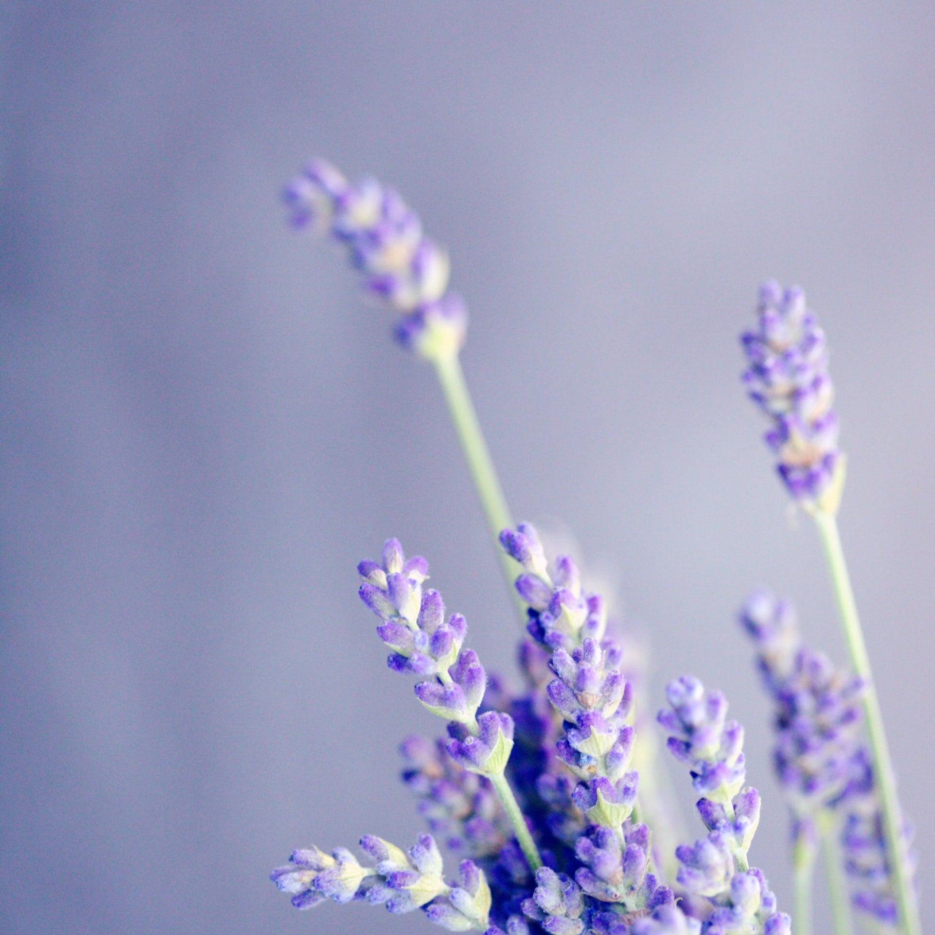 lavender fragrance