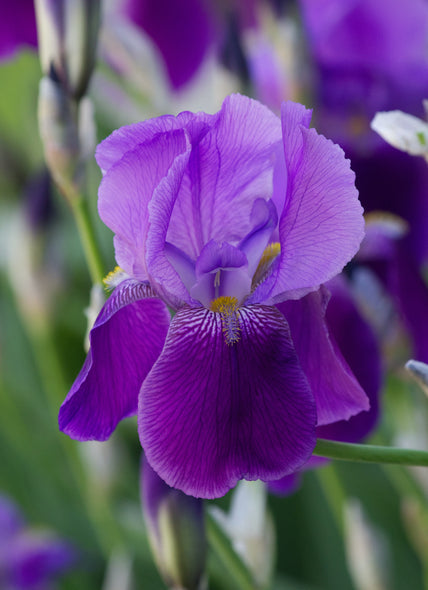 iris fragrance woody floral garden