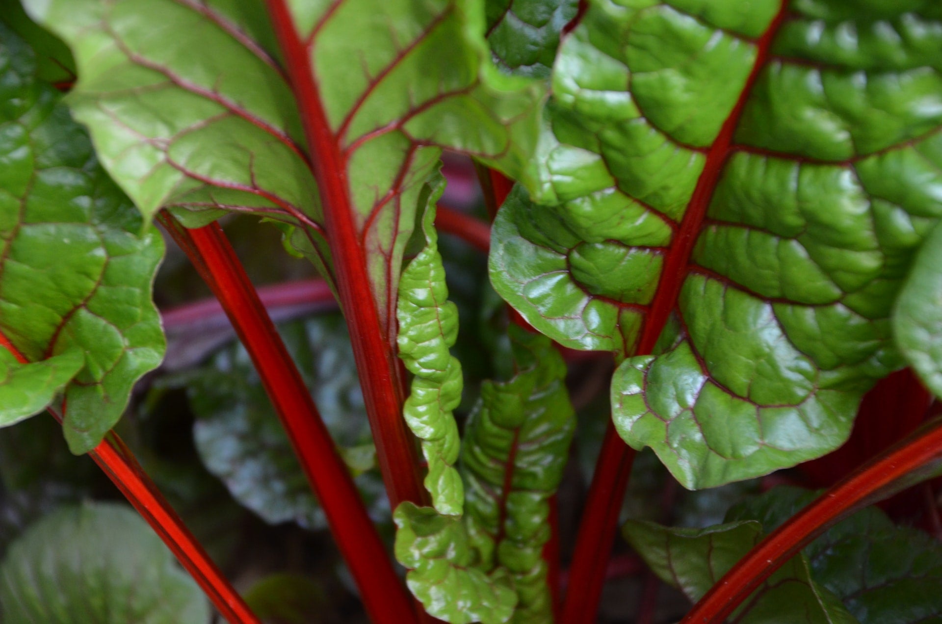 fresh rhubarb tart sweet garden summer