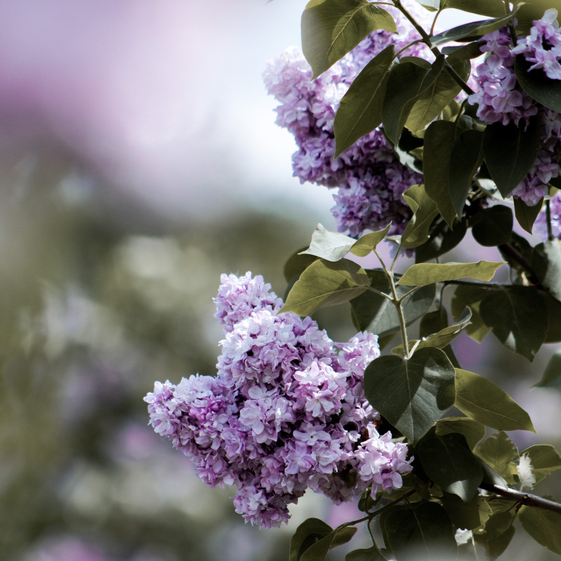lilac floral fragrance